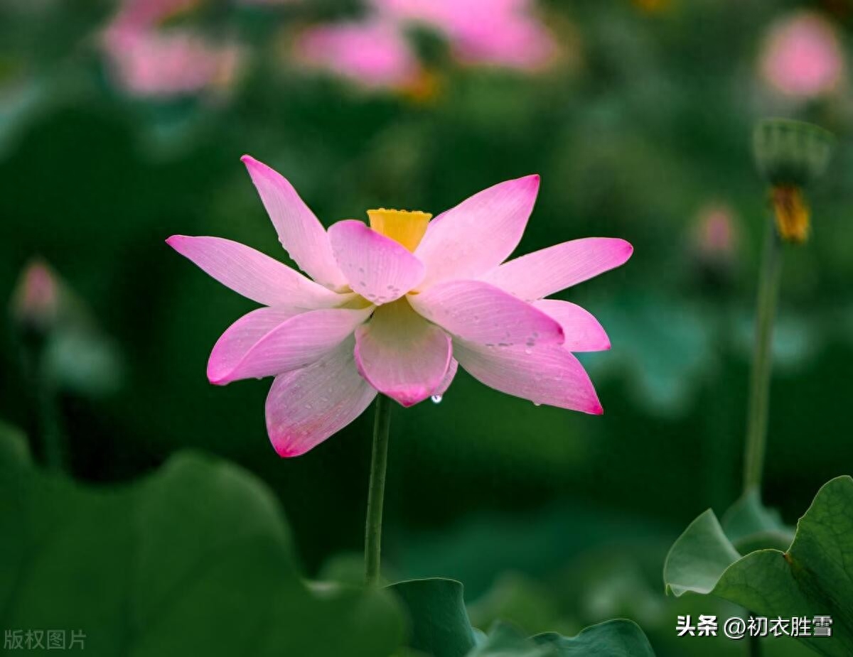 荷花经典古诗六首赏析（荷花生日，荷花盛日）