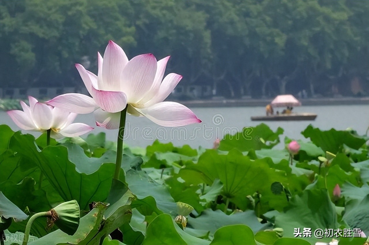 荷花经典古诗六首赏析（荷花生日，荷花盛日）