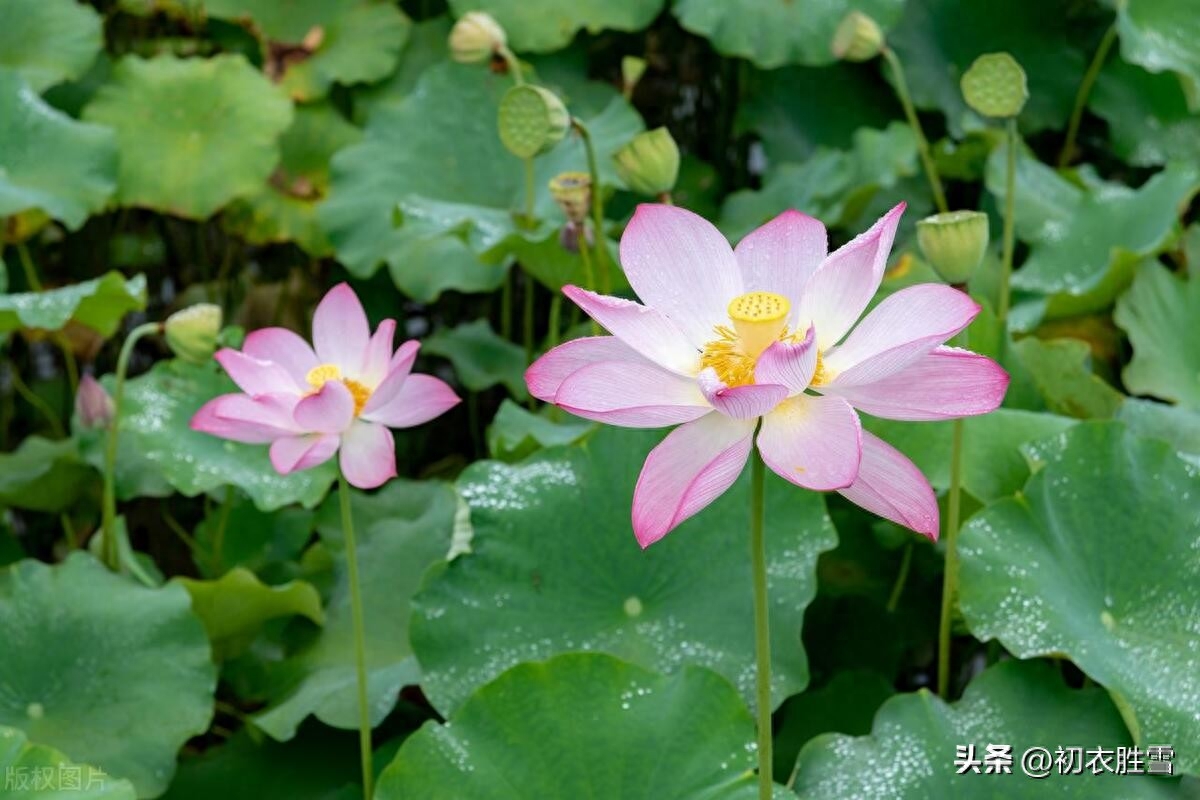 ​立秋节气古诗五首鉴赏（虽有正午热，已觉中夜凉）