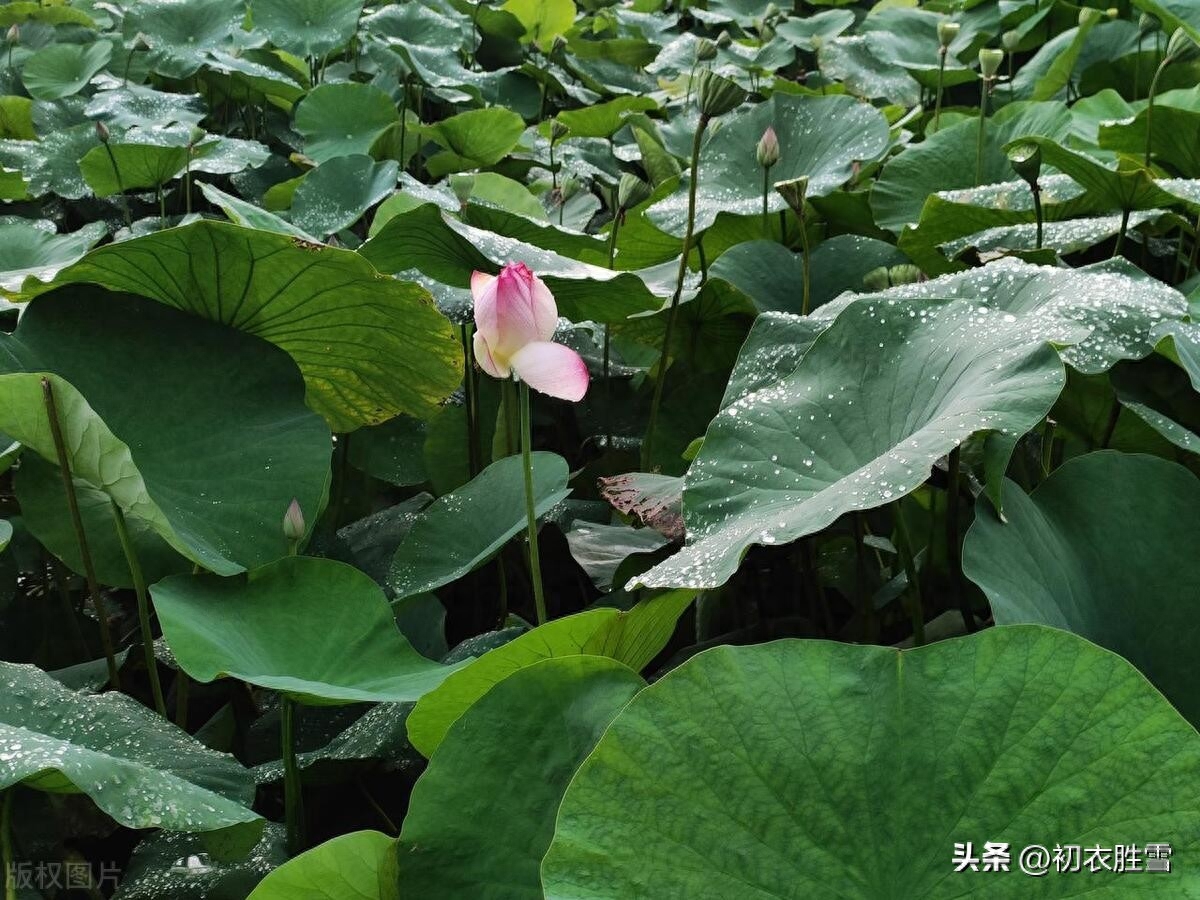 晚夏荷叶听雨美诗五首（疾风动地雨倾荷，雨声何似酒声多）