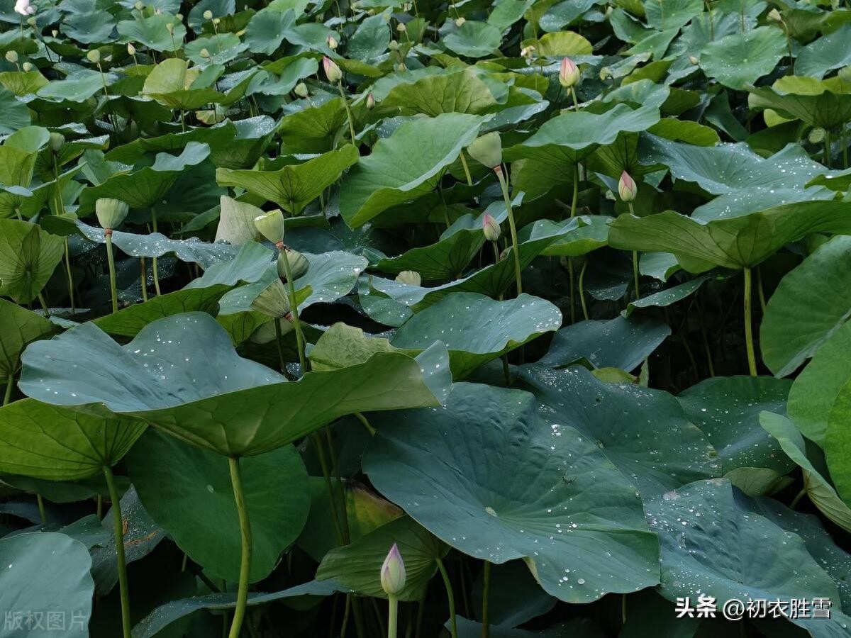 晚夏荷叶听雨美诗五首（疾风动地雨倾荷，雨声何似酒声多）