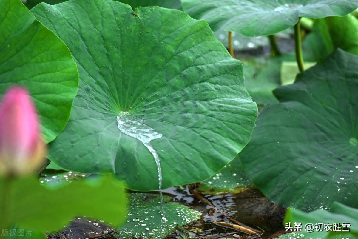 晚夏荷叶听雨美诗五首（疾风动地雨倾荷，雨声何似酒声多）