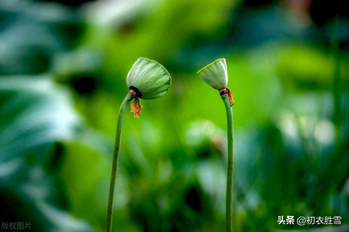 莲子经典古诗五首（莲子房房嫩，不厌池中泥）