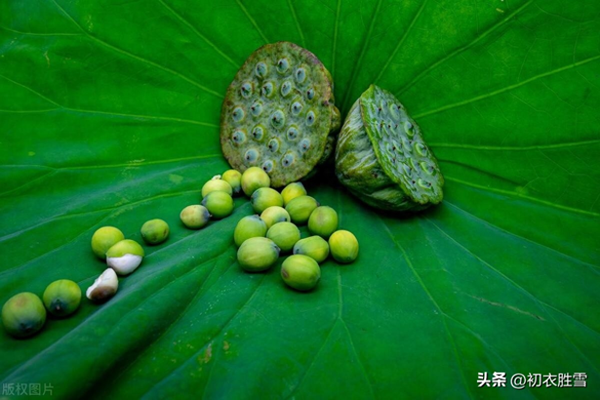 莲子经典古诗五首（莲子房房嫩，不厌池中泥）