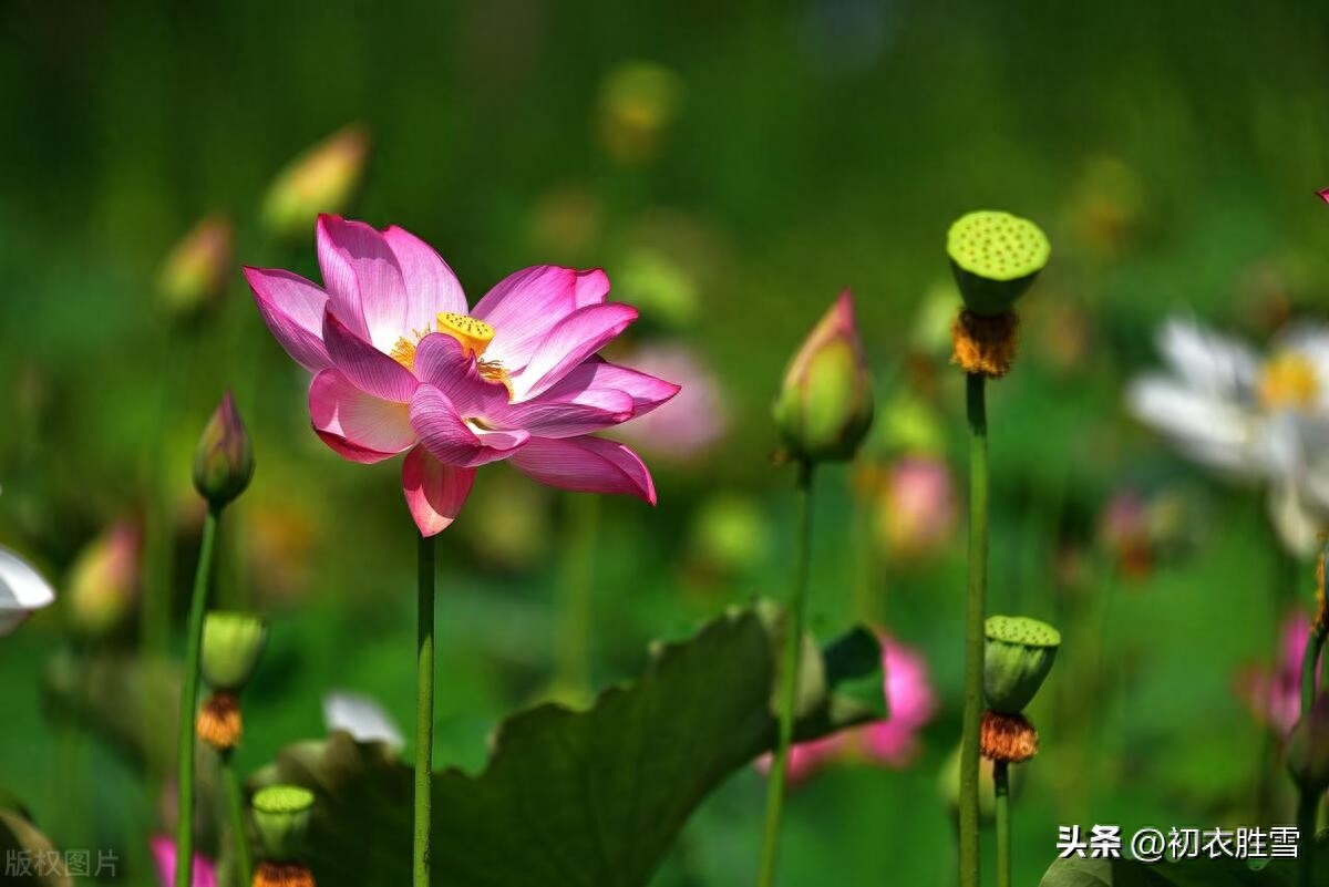 荷花爱情唯美古诗五首（所思在远道，相思寄采莲）