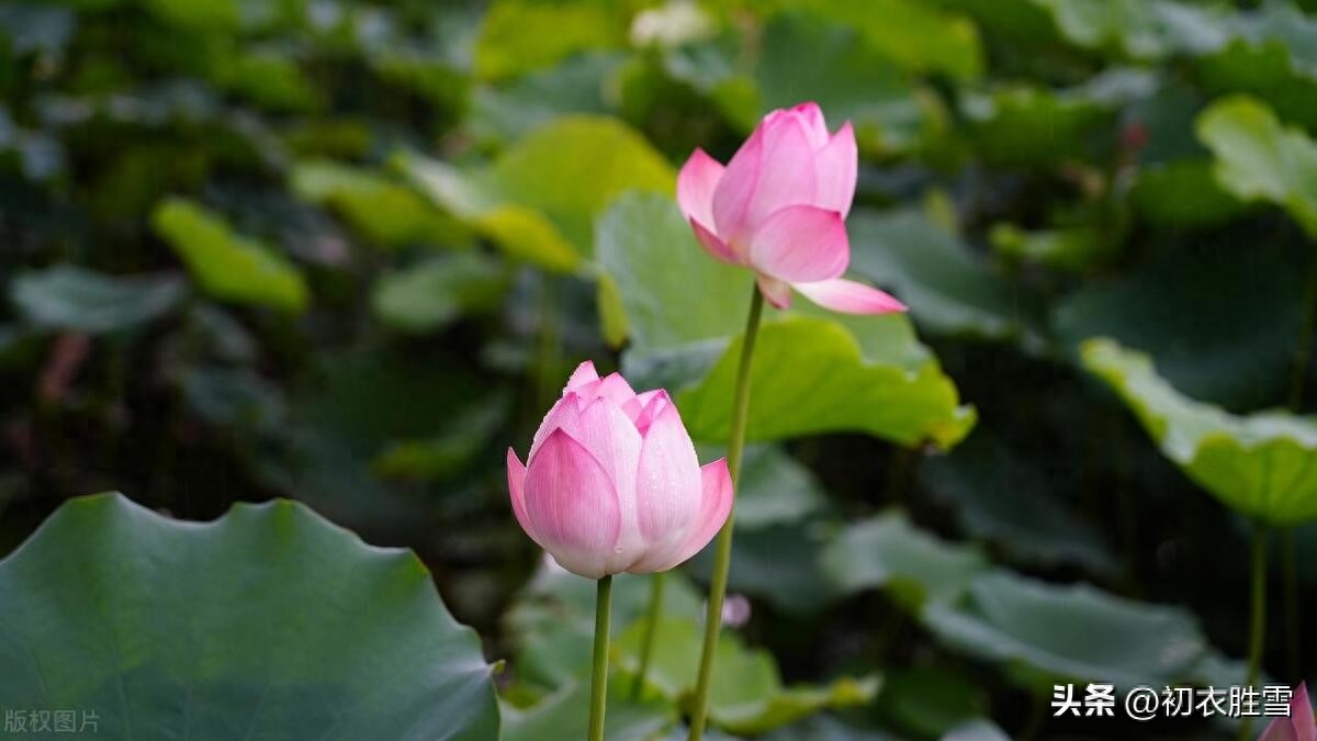 荷花爱情唯美古诗五首（所思在远道，相思寄采莲）