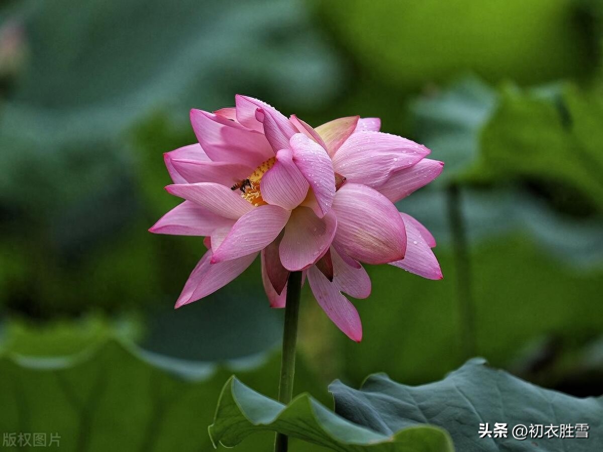 荷花爱情唯美古诗五首（所思在远道，相思寄采莲）