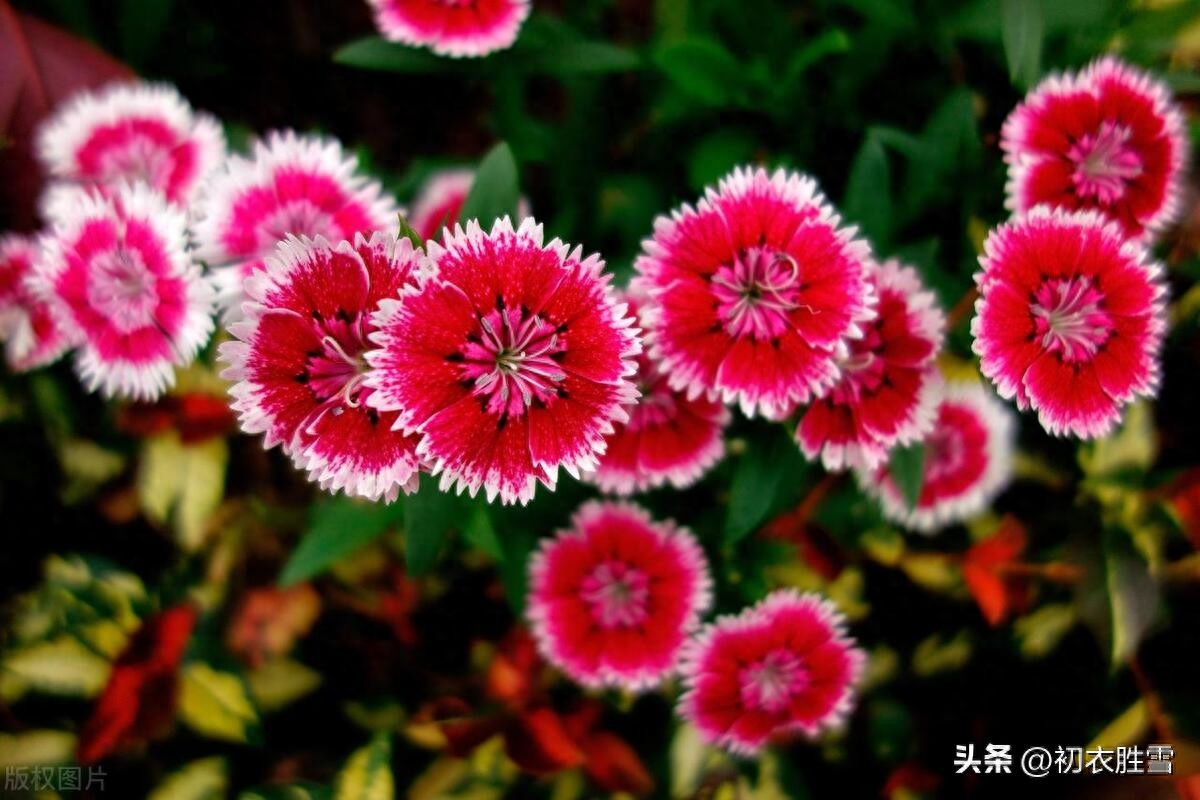 小暑节气优美古诗五首（鸟语竹阴密，雨声荷叶香）