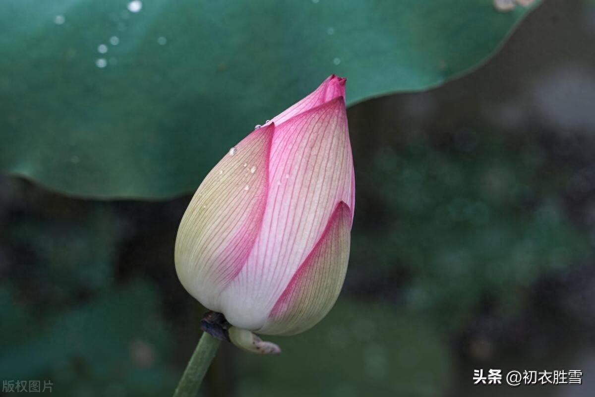 小暑节气优美古诗五首（鸟语竹阴密，雨声荷叶香）