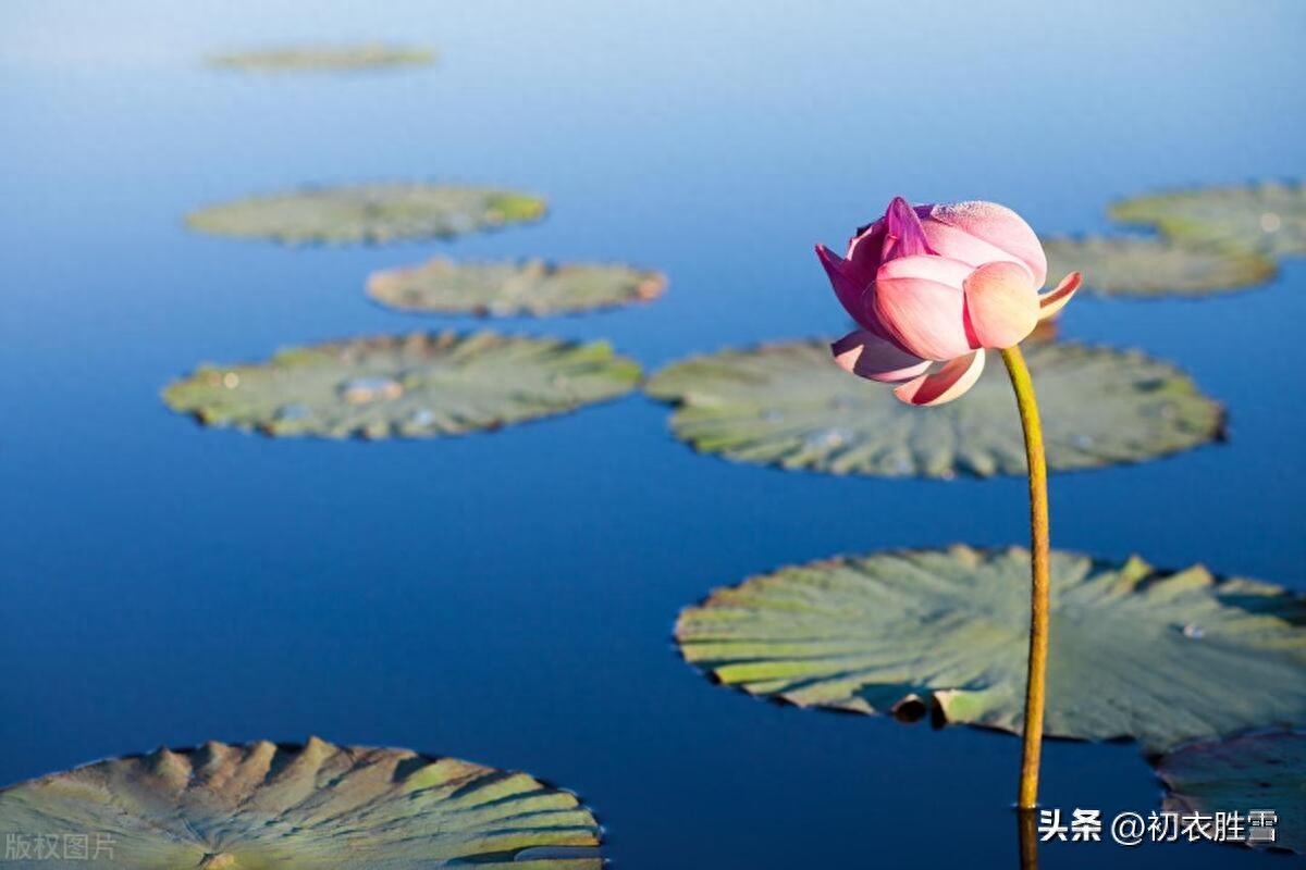 小暑节气古诗五首赏析（小暑一声雷，花时天小暑）