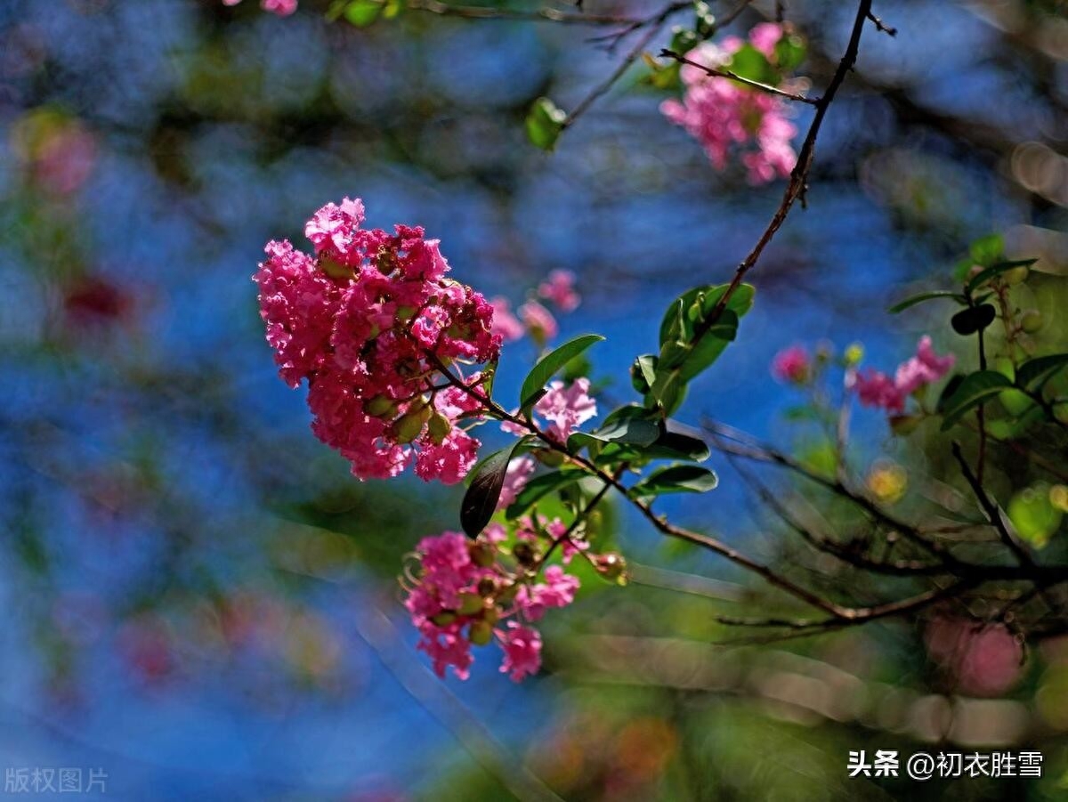 夏花紫薇经典古诗六首赏析（我非紫薇郎，爱种紫薇花）