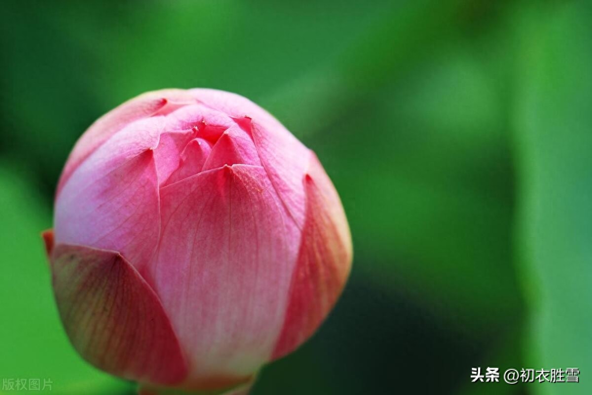 荷花花苞美诗六首（菡萏三百茎，菡萏发荷花）