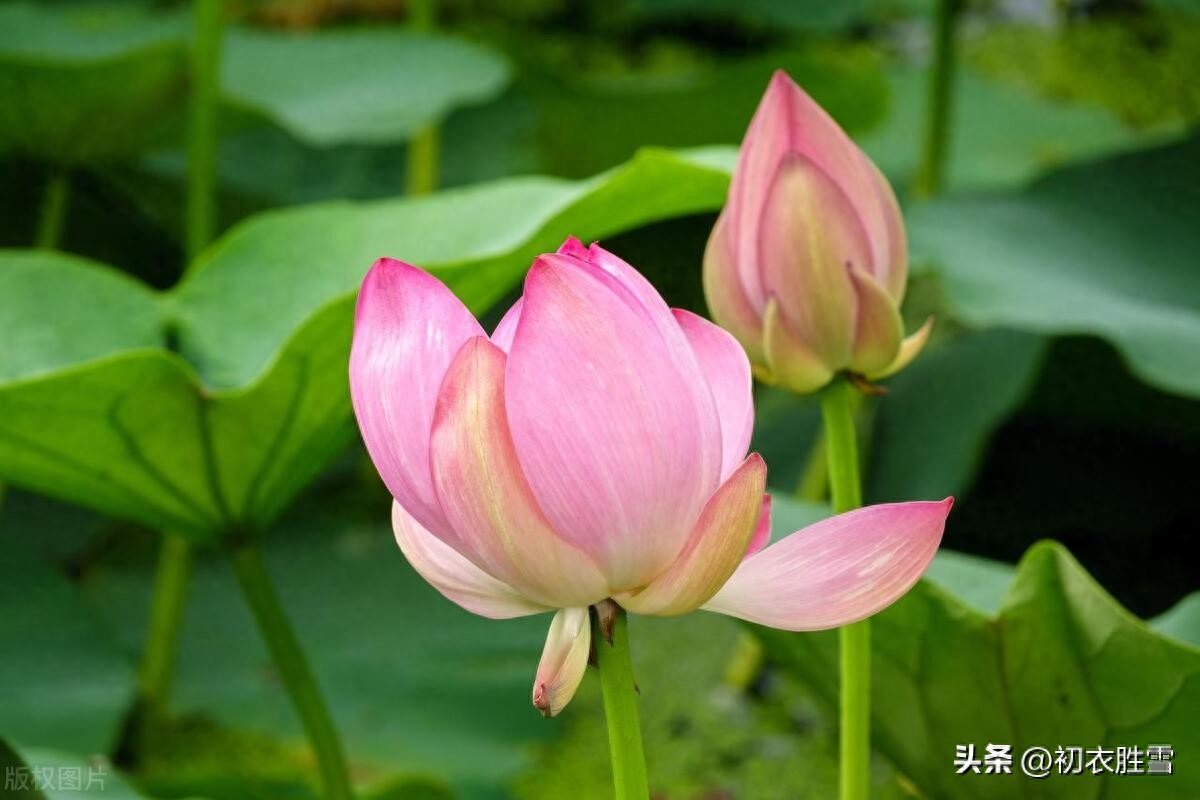 荷花花苞美诗六首（菡萏三百茎，菡萏发荷花）