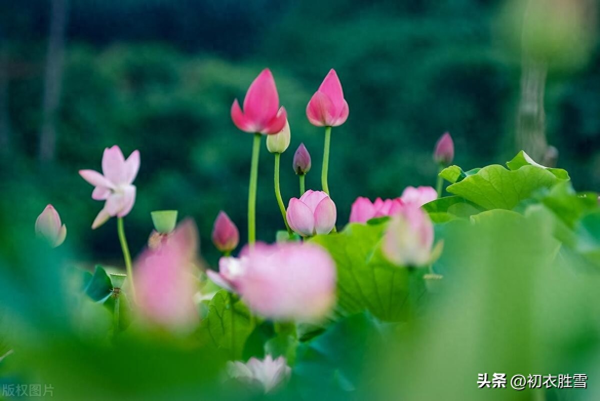 荷花花苞美诗六首（菡萏三百茎，菡萏发荷花）