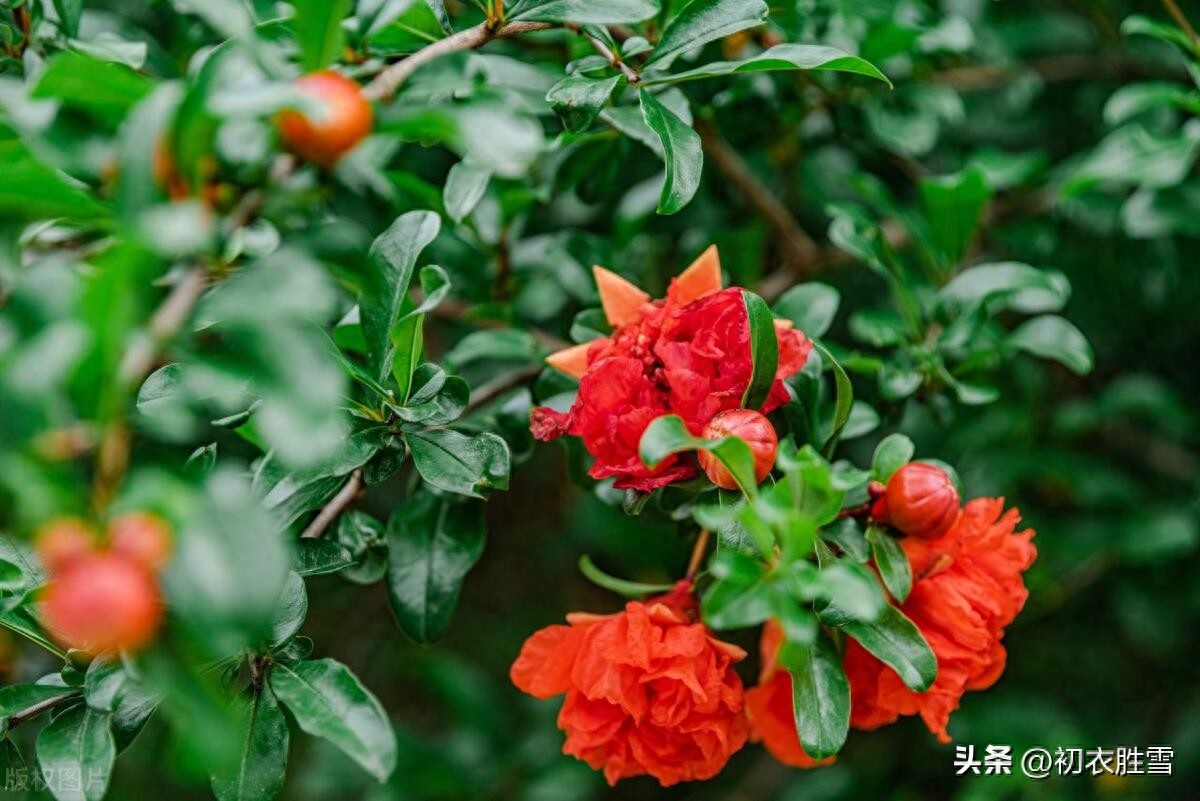 石榴花唯美古诗词大全（石榴花诗词五首）