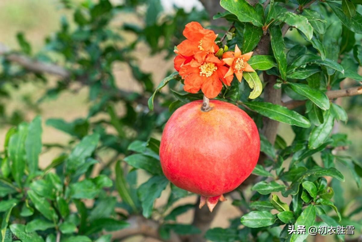 石榴花唯美古诗词大全（石榴花诗词五首）