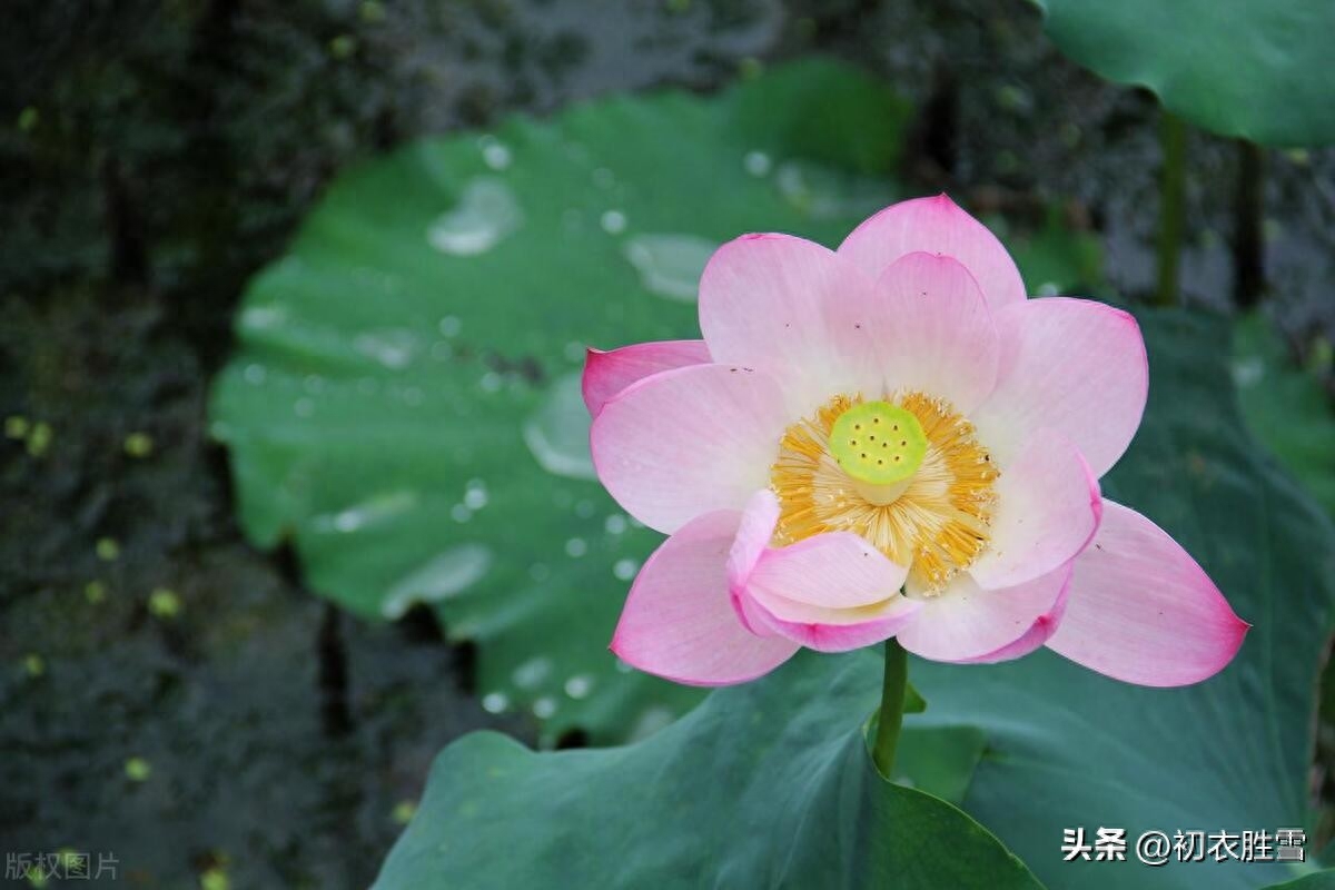 梅雨荷花优美诗词五首（水国荷花新世界，香风先动一池莲）