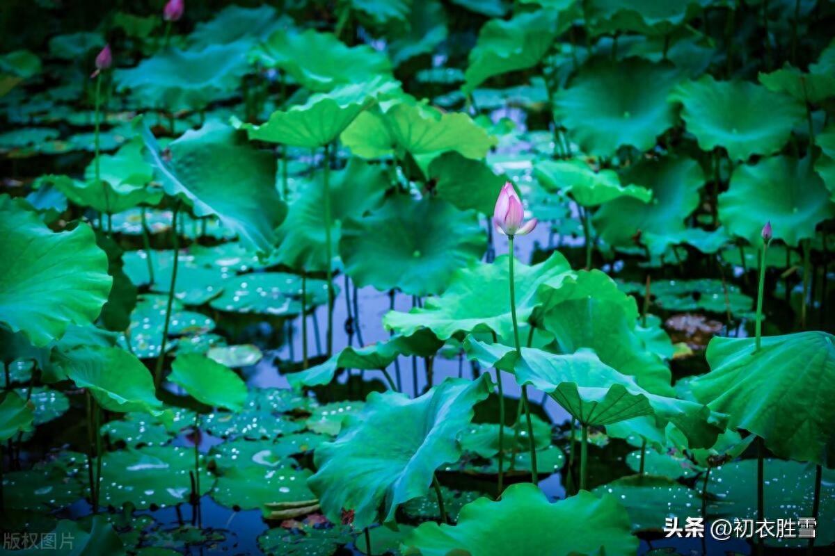 梅雨荷花优美诗词五首（水国荷花新世界，香风先动一池莲）