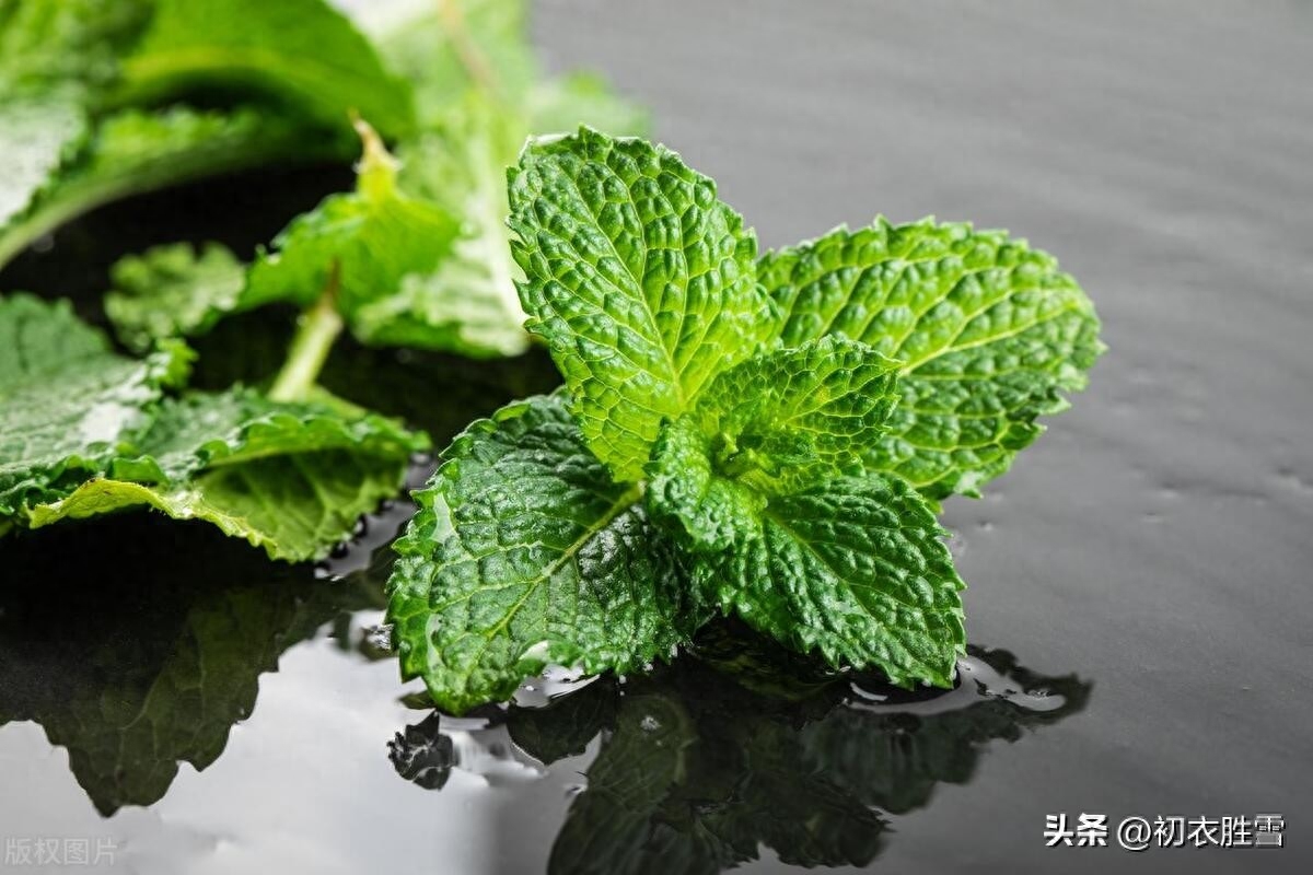 夏日清新古诗五首赏析（雪碗青浮薄荷叶，茗饮浓斟薄荷芽）