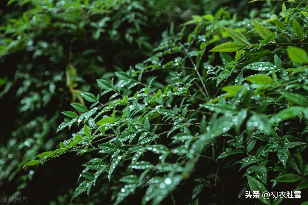 梅雨唯美古诗词大全（梅雨古诗五首）