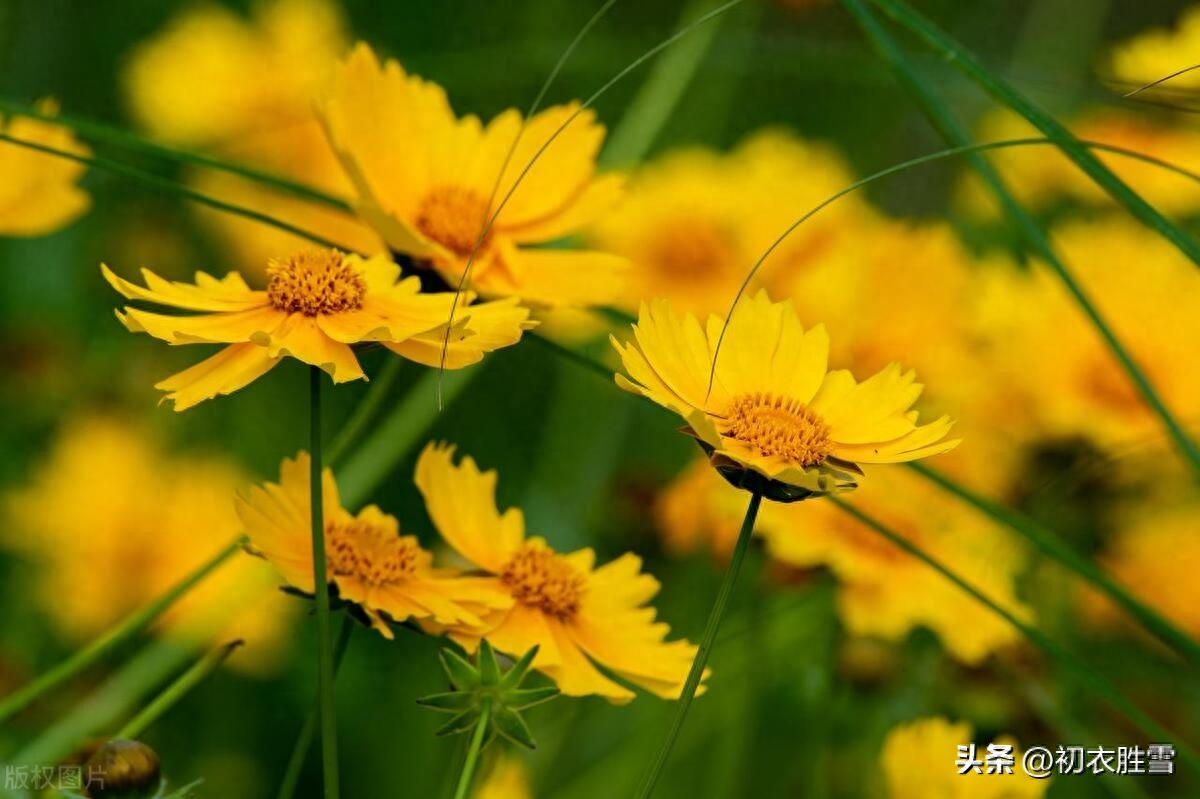 夏花五月菊古诗六首（金钱带露粲云光，九夏开时分外香）