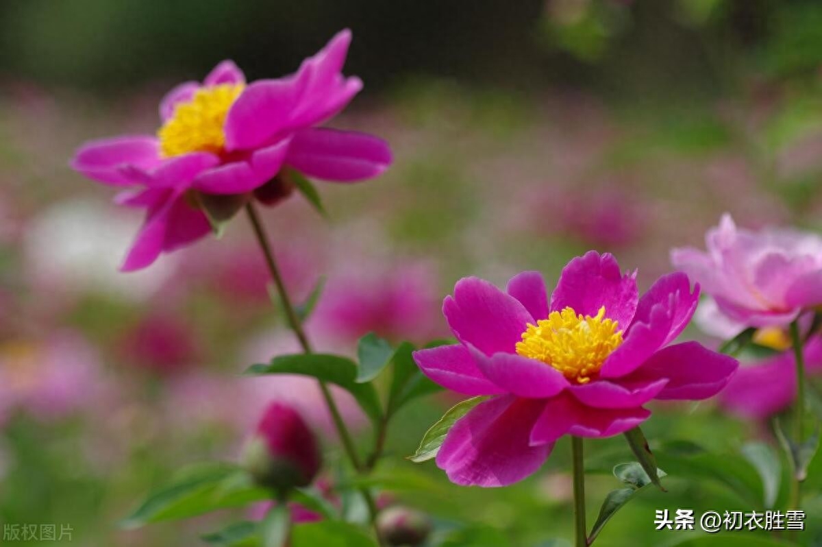 夏花芍药古诗五首（芍药至温柔，红红笑不休）