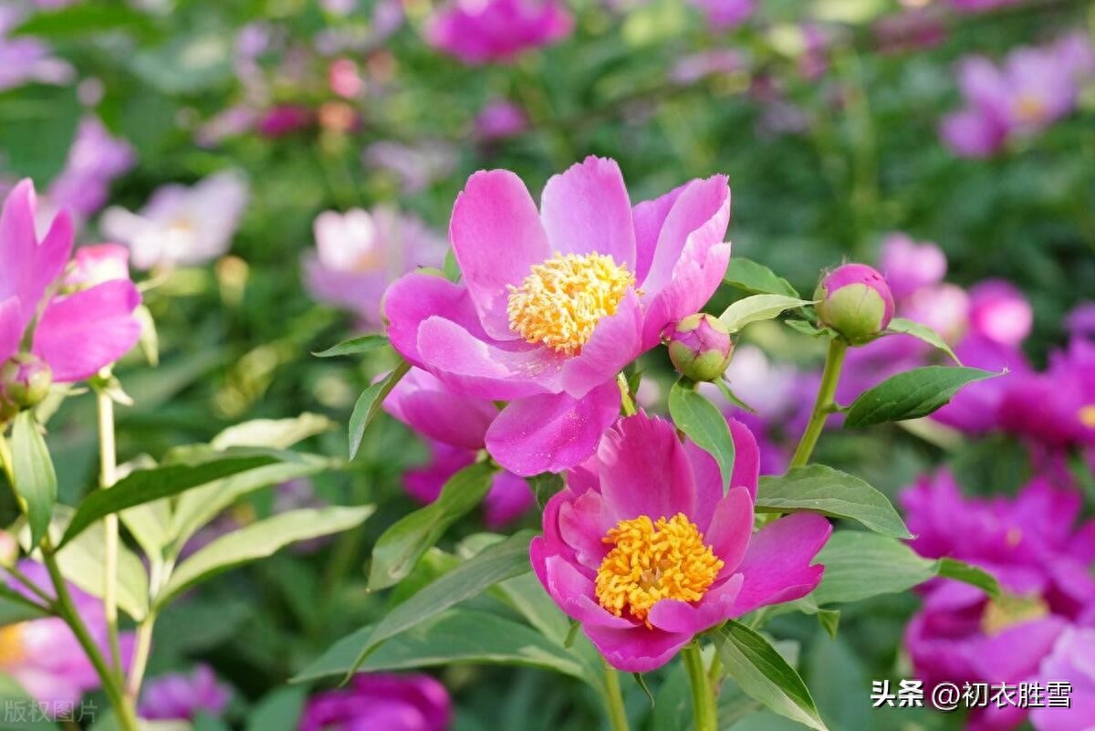 夏花芍药古诗五首（芍药至温柔，红红笑不休）