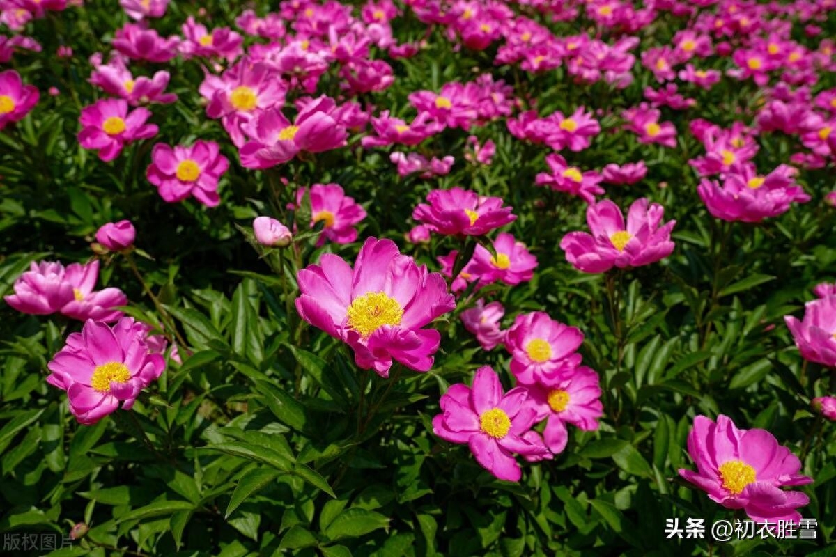 夏花芍药古诗五首（芍药至温柔，红红笑不休）