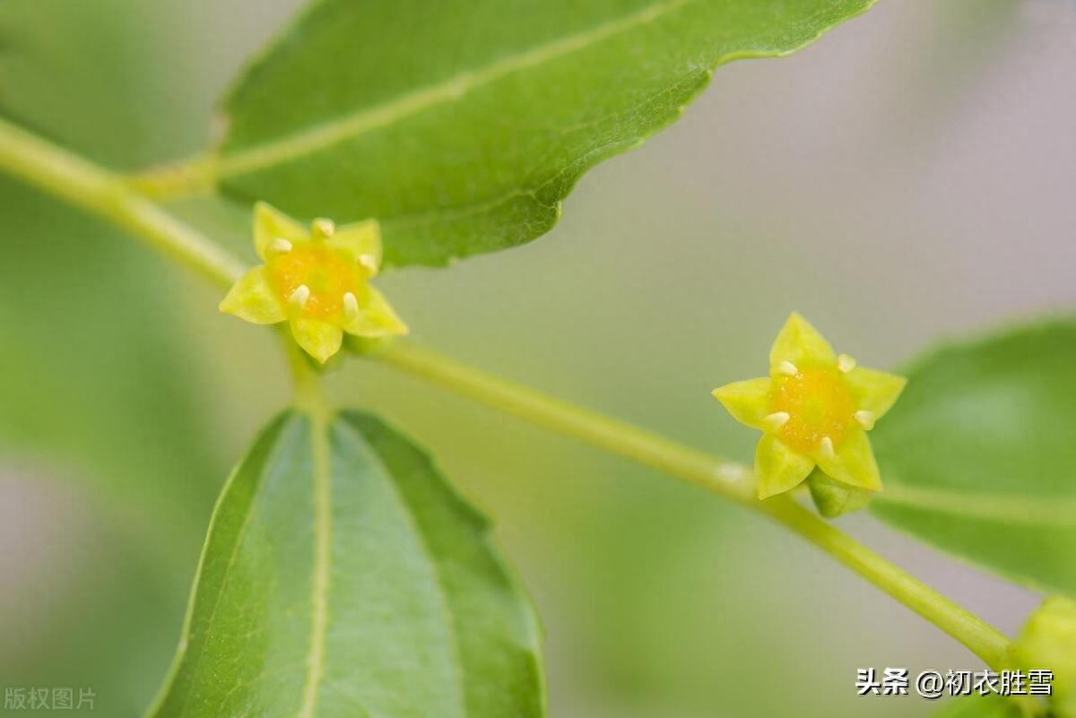 早夏枣花唯美古诗六首赏析（枣花绿遍沈香驿，一帘微雨枣花香）