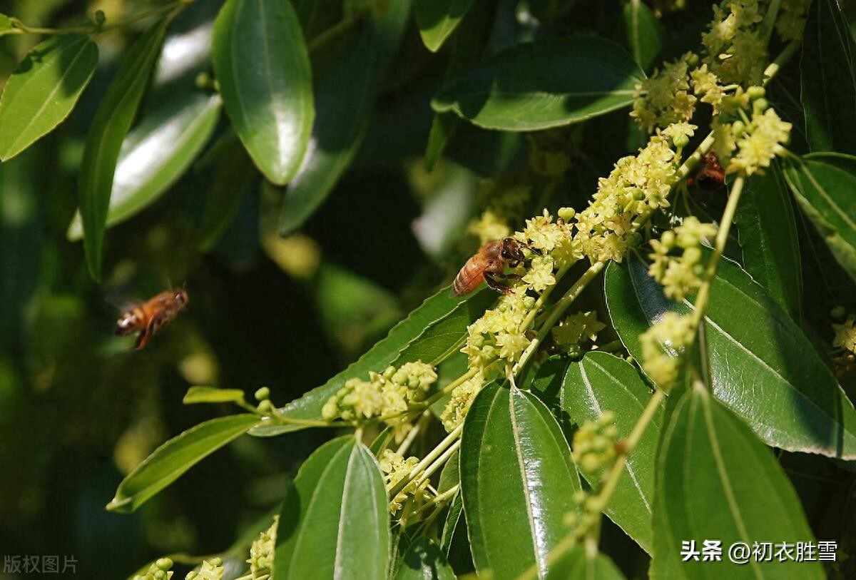 早夏枣花唯美古诗六首赏析（枣花绿遍沈香驿，一帘微雨枣花香）