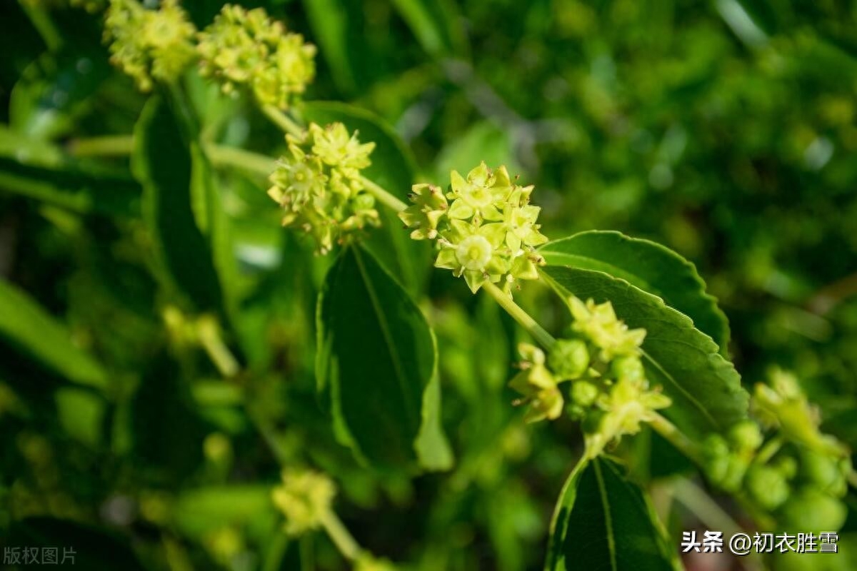 早夏枣花唯美古诗六首赏析（枣花绿遍沈香驿，一帘微雨枣花香）