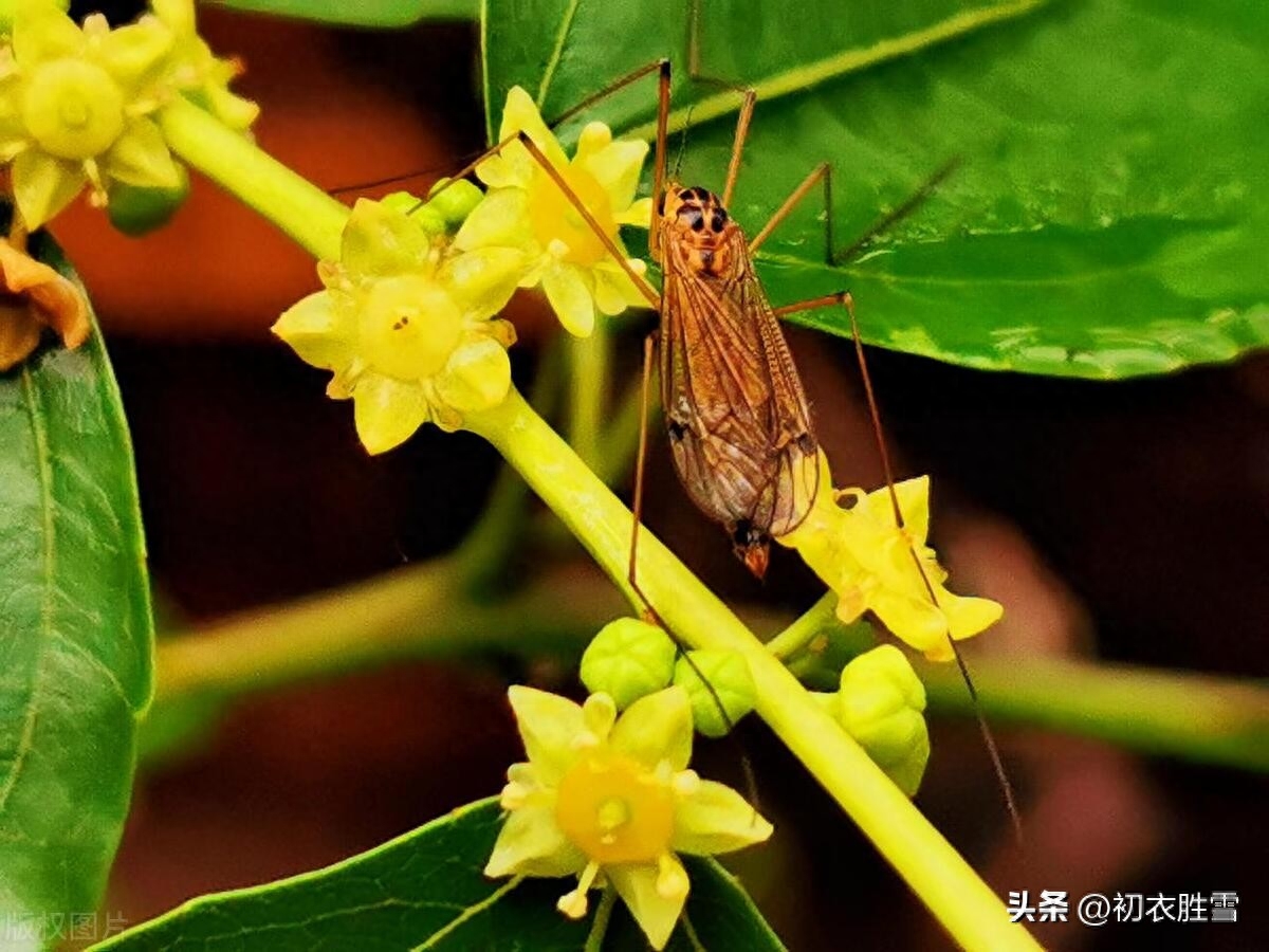 早夏枣花唯美古诗六首赏析（枣花绿遍沈香驿，一帘微雨枣花香）