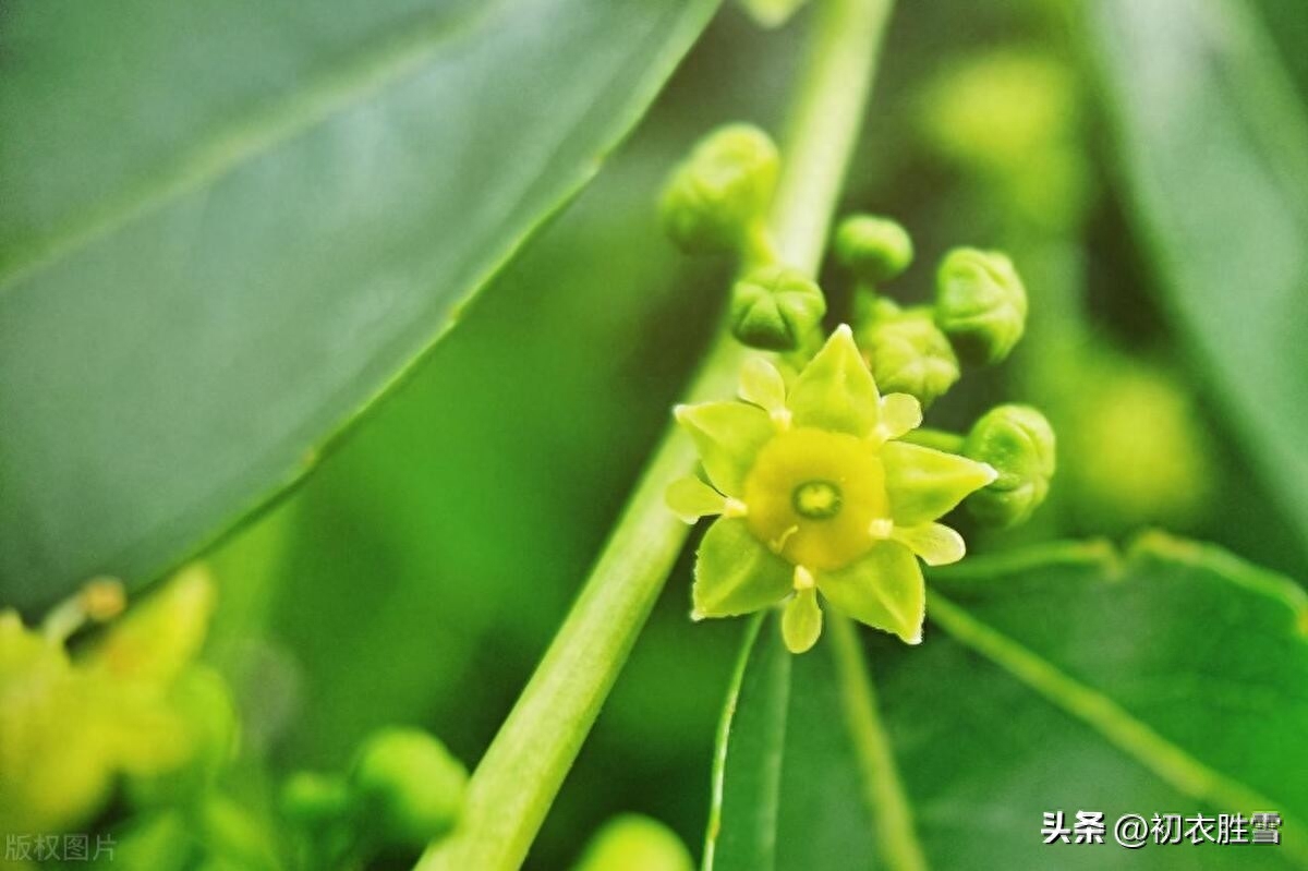 早夏枣花唯美古诗六首赏析（枣花绿遍沈香驿，一帘微雨枣花香）