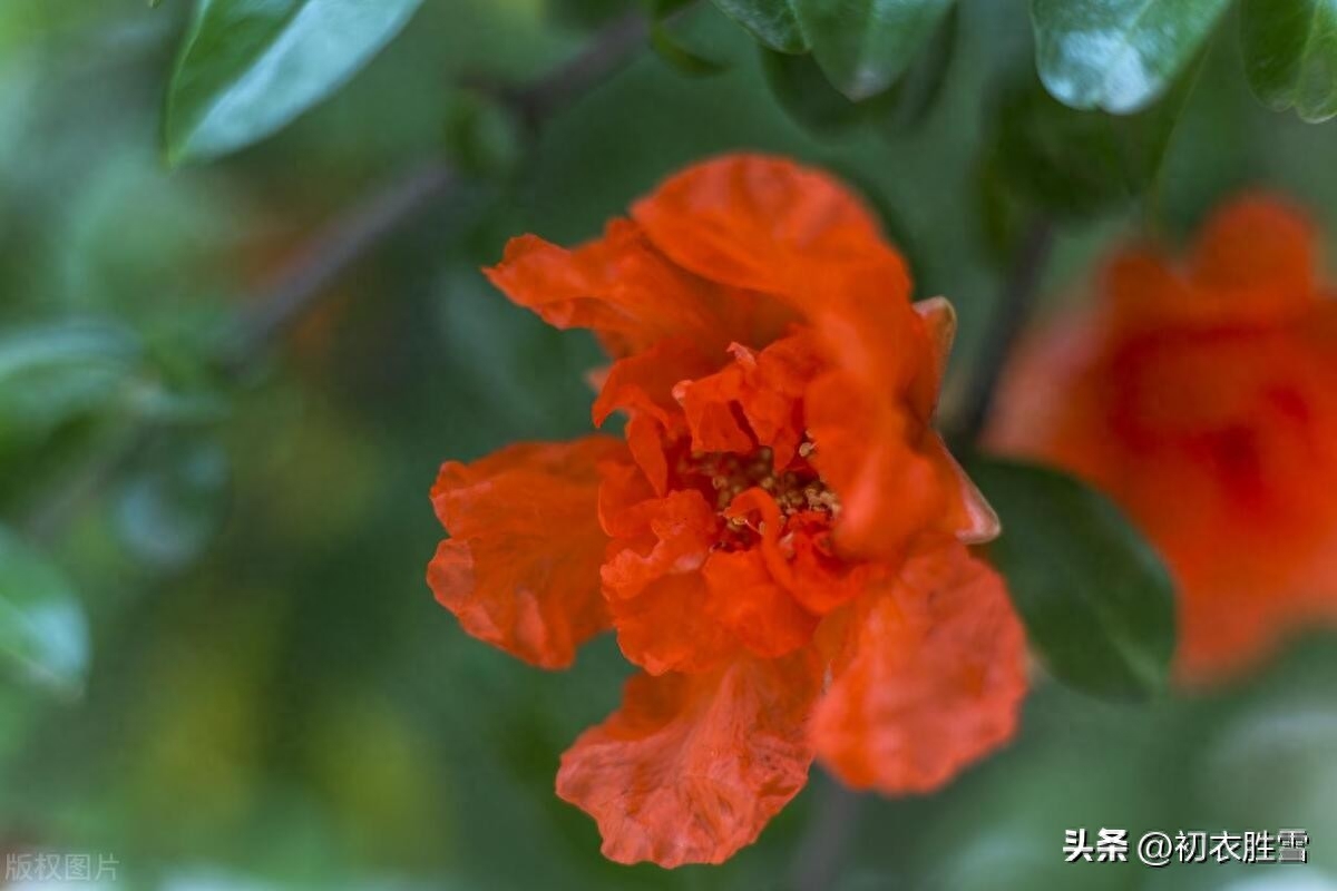 夏花石榴唯美古诗五首赏析（照日含风千万朵，故园千里正相思）