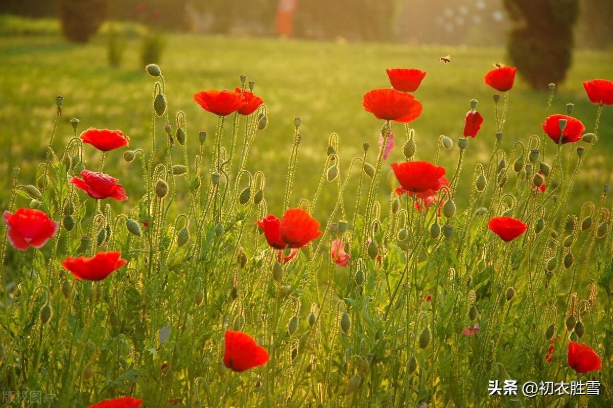 夏花虞美人古诗四首赏析（动摇缘体弱，非是感悲歌）