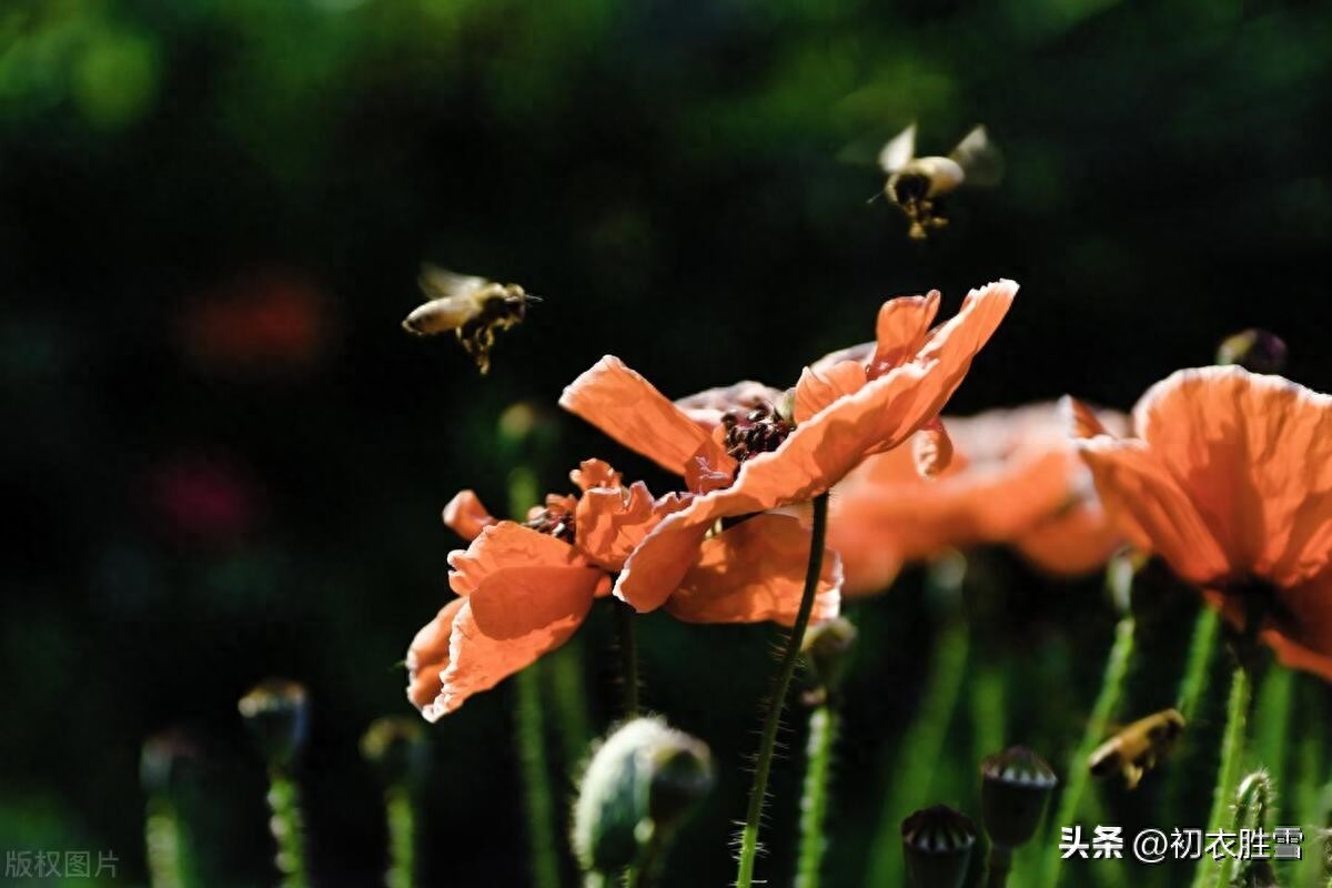 夏花虞美人古诗四首赏析（动摇缘体弱，非是感悲歌）