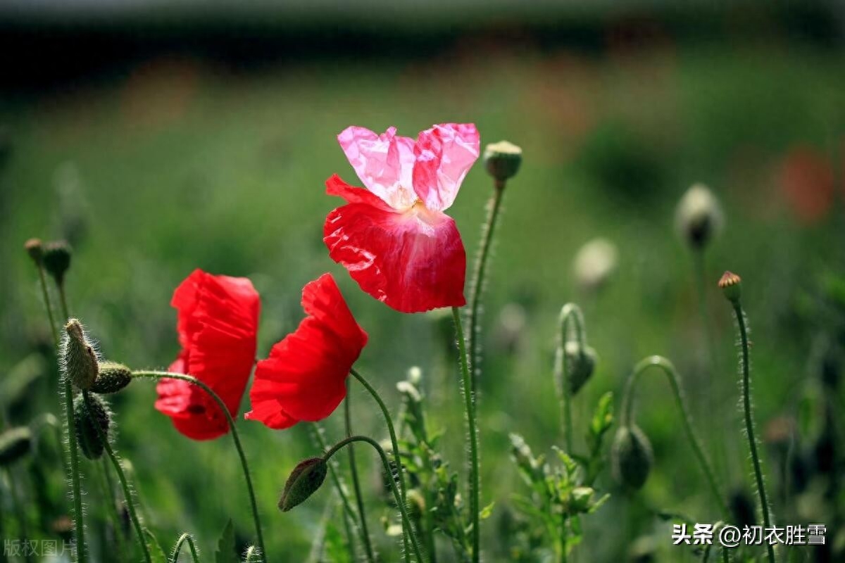 夏花虞美人古诗四首赏析（动摇缘体弱，非是感悲歌）