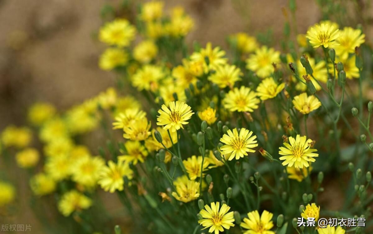 小满节气苦菜古诗五首鉴赏（南风吹露畦，苦菜日夜花）