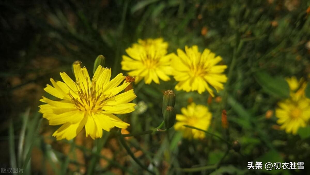 小满节气苦菜古诗五首鉴赏（南风吹露畦，苦菜日夜花）