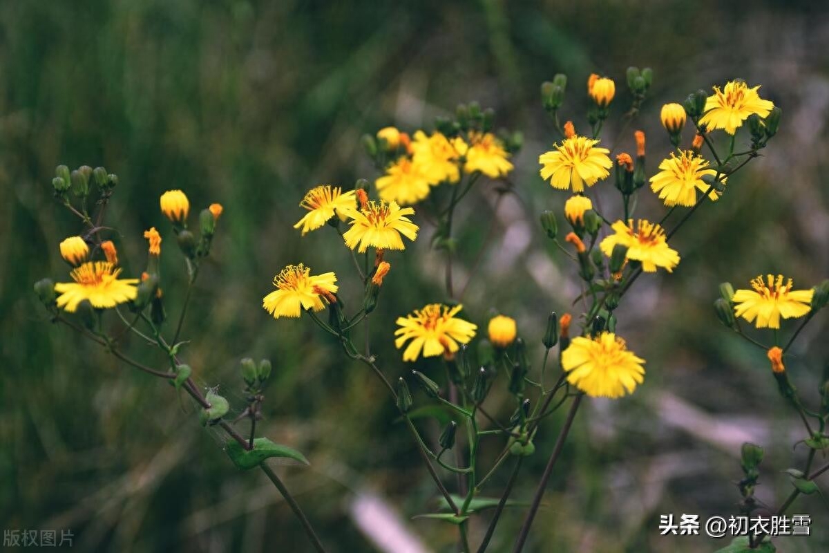 小满节气苦菜古诗五首鉴赏（南风吹露畦，苦菜日夜花）