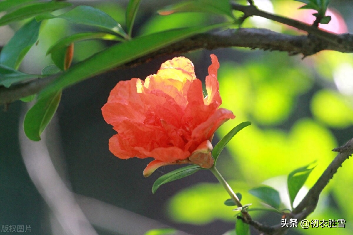 初夏石榴双叶诗词四首赏析（红榴双叶元自双，石榴双叶忆同寻）