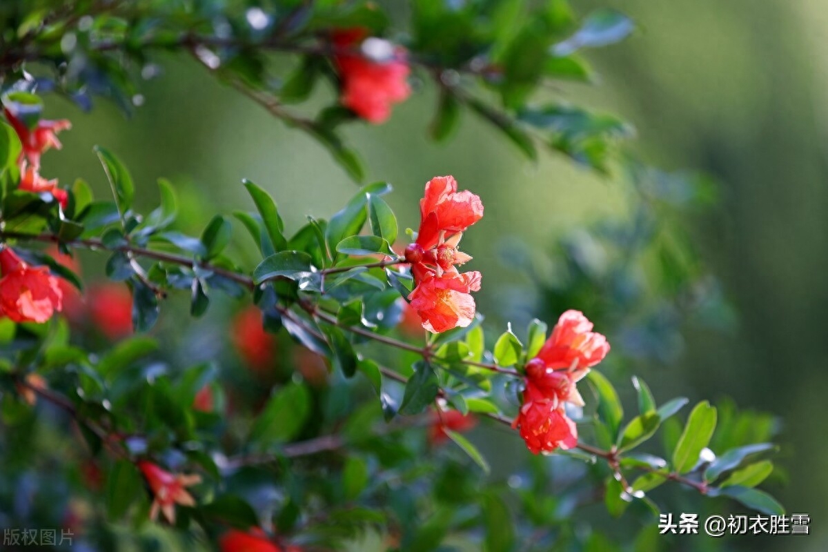 初夏石榴双叶诗词四首赏析（红榴双叶元自双，石榴双叶忆同寻）