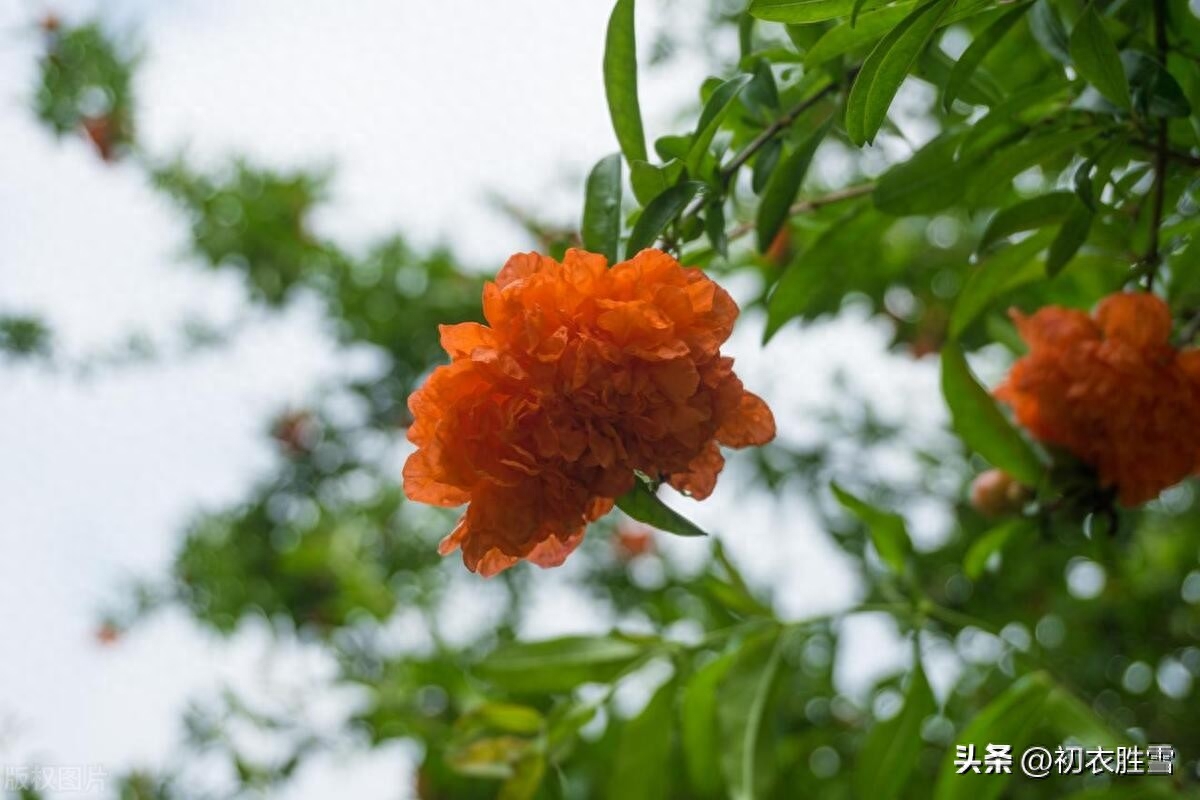 初夏石榴双叶诗词四首赏析（红榴双叶元自双，石榴双叶忆同寻）