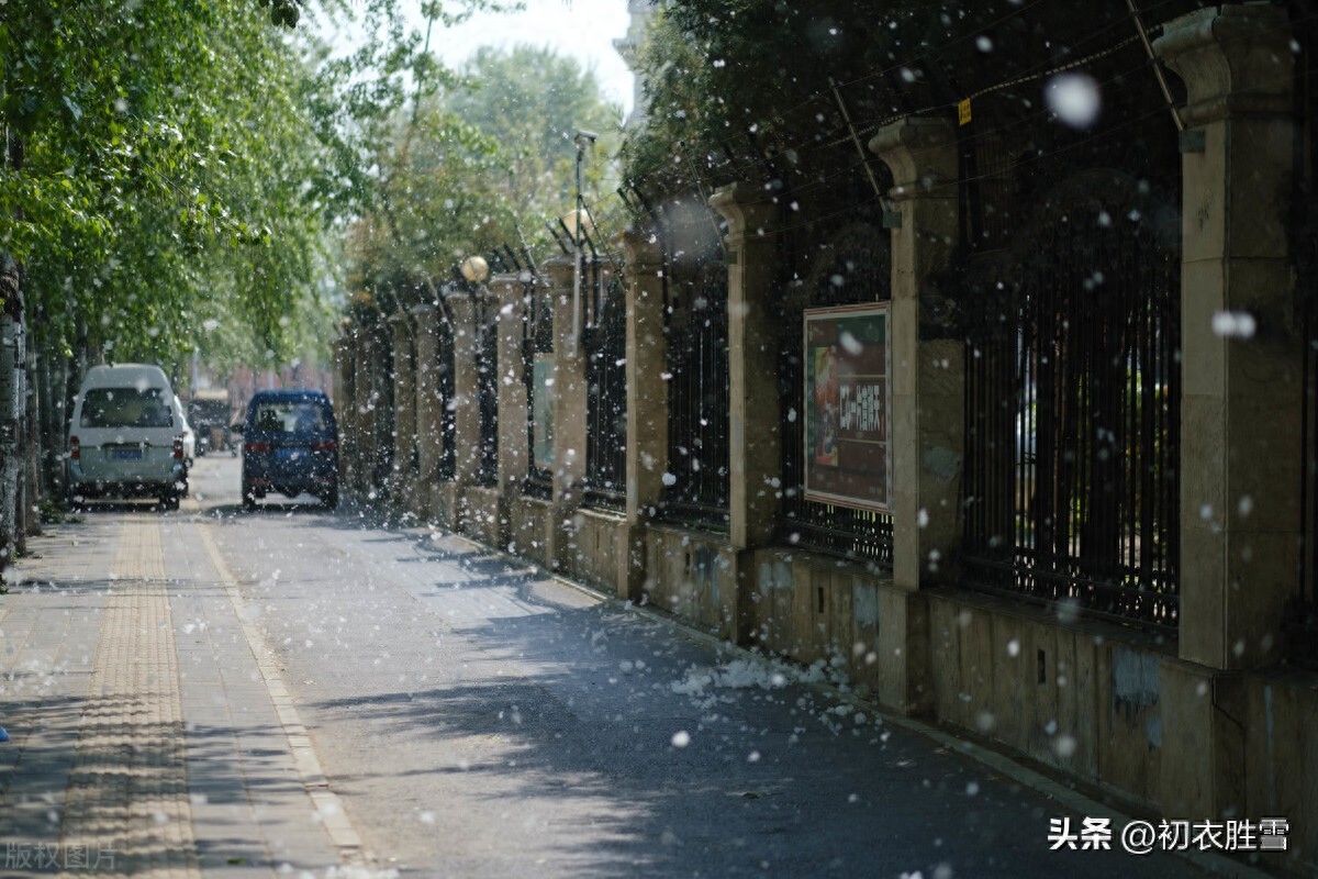 柳花柳絮诗词七首鉴赏（柳花柳絮，柳絮化萍）