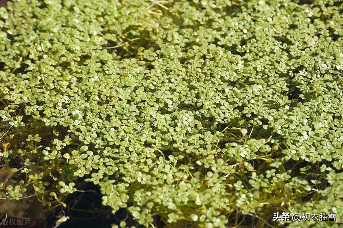 柳花柳絮诗词七首鉴赏（柳花柳絮，柳絮化萍）