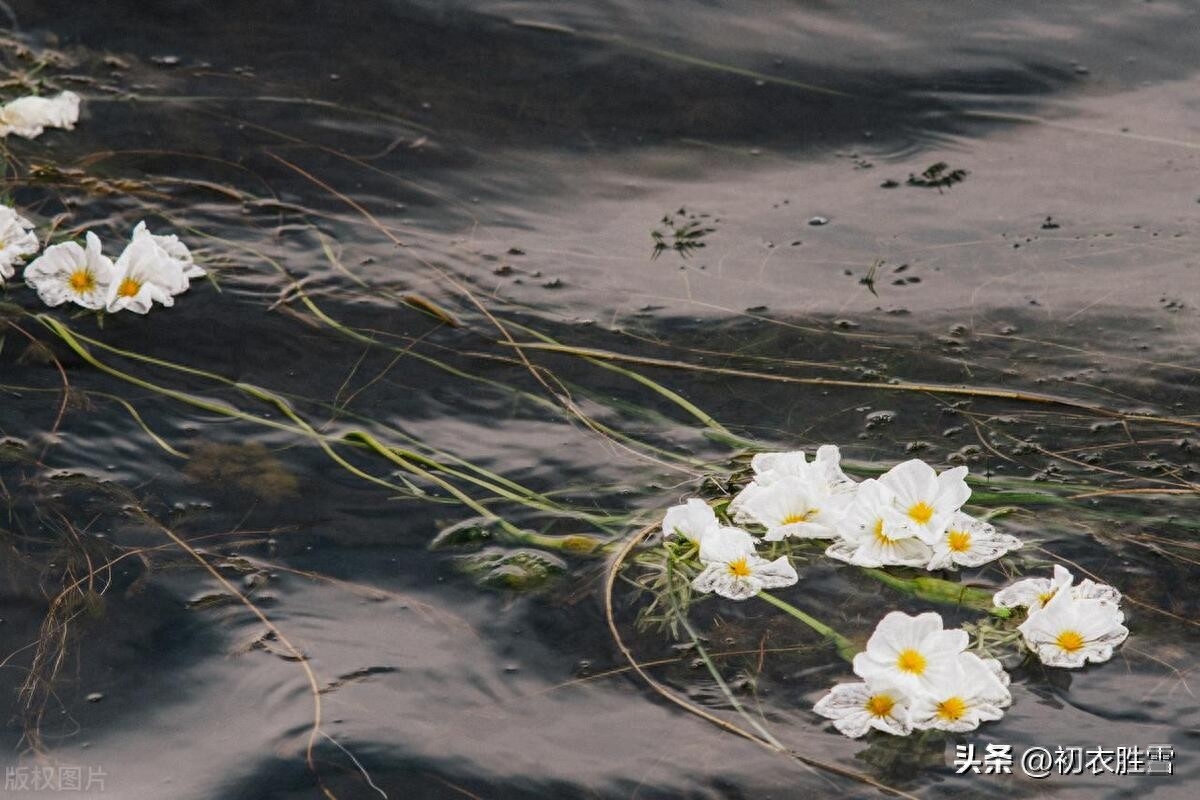 柳花柳絮诗词七首鉴赏（柳花柳絮，柳絮化萍）