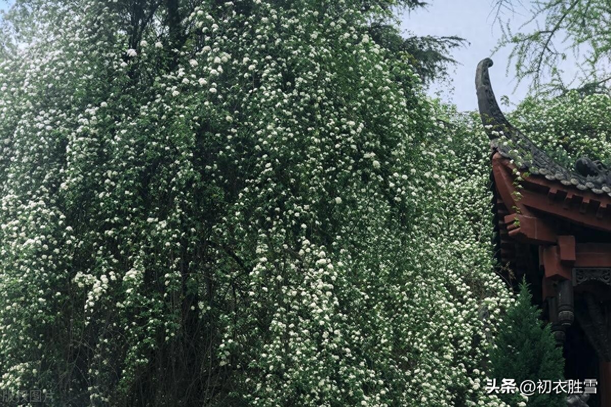 初夏清新唯美古诗七首赏析（初夏清和昼漏长，绿荫幽草胜花时）