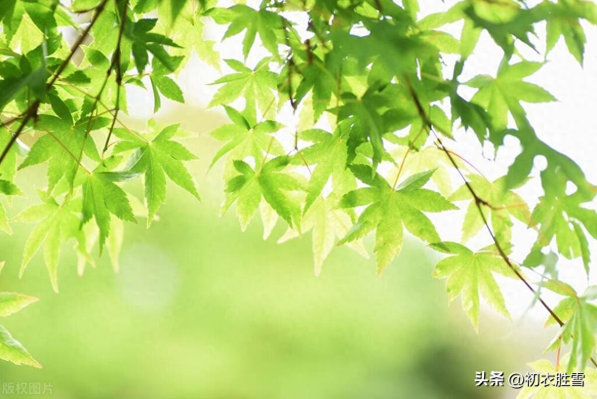 初夏清新唯美古诗七首赏析（初夏清和昼漏长，绿荫幽草胜花时）