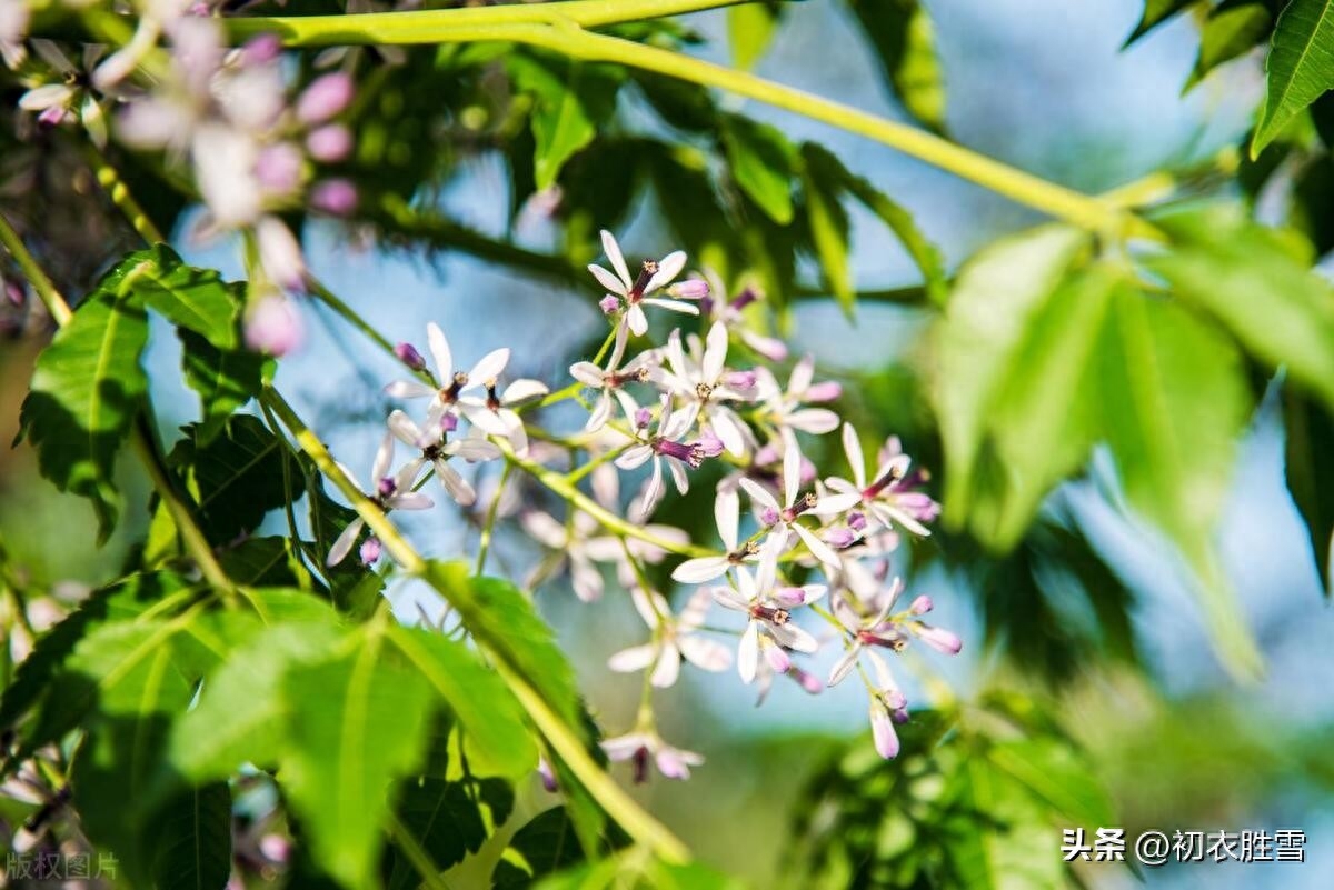 晚春初夏楝花唯美古诗七首（落尽千红楝始花，又见春光到楝花）