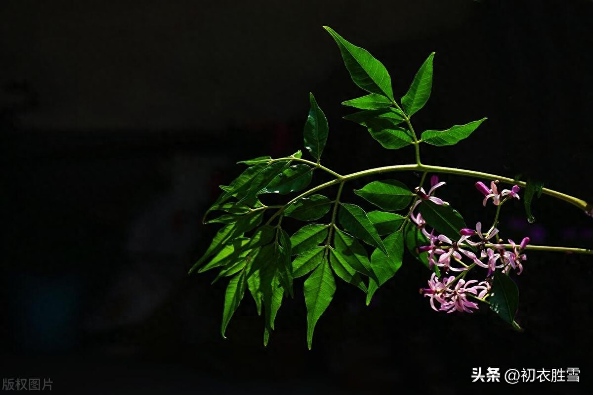 晚春初夏楝花唯美古诗七首（落尽千红楝始花，又见春光到楝花）